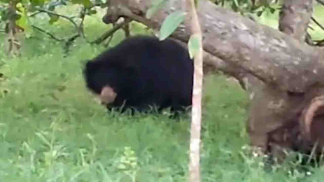 https://10tv.in/latest/forest-officials-who-caught-the-bear-and-moved-it-to-the-zoo-447803.html