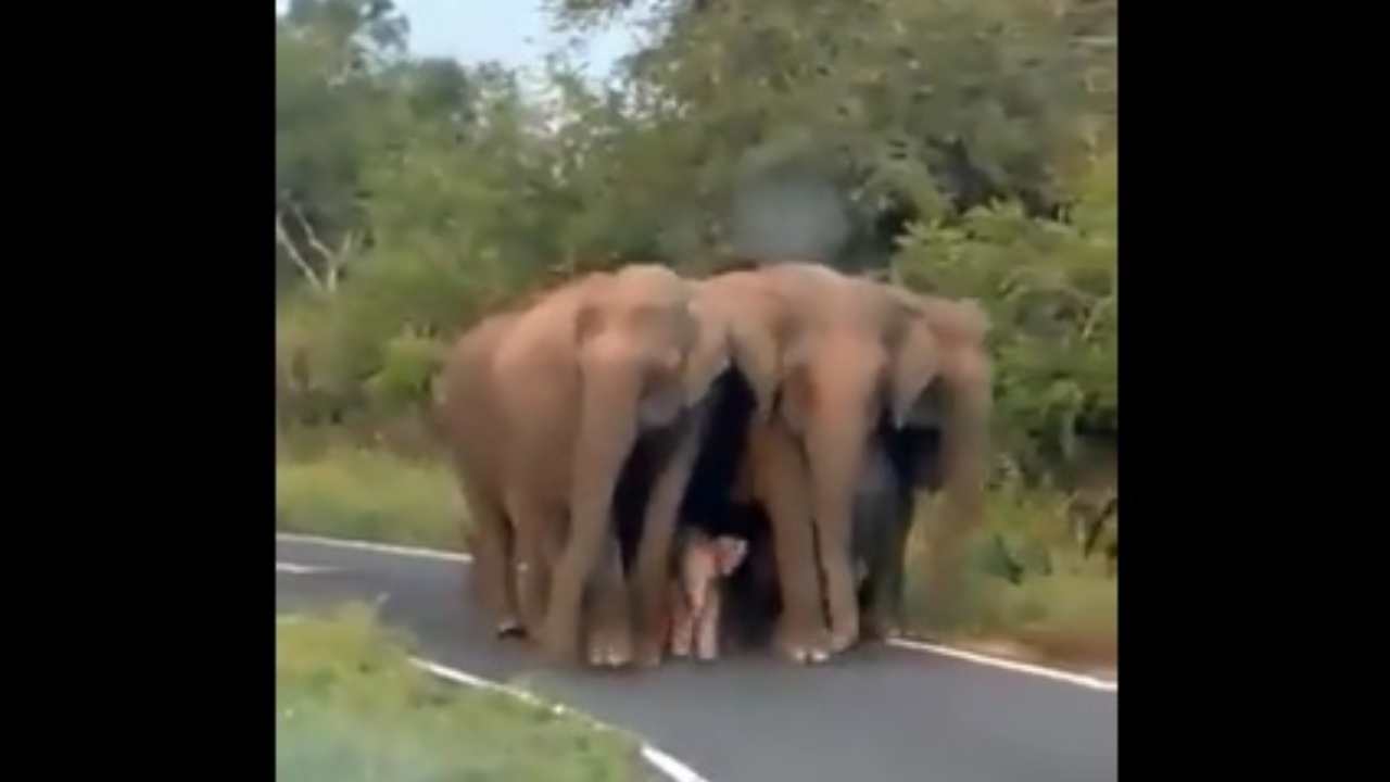 https://10tv.in/latest/viral-video-shows-a-baby-elephant-being-escorted-in-z-security-448719.html