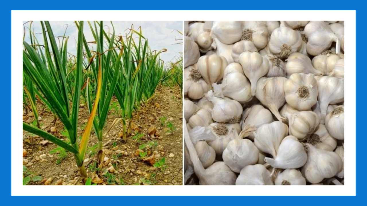 Garlic Cultivation : వెల్లుల్లి సాగులో మేలైన రకాలు