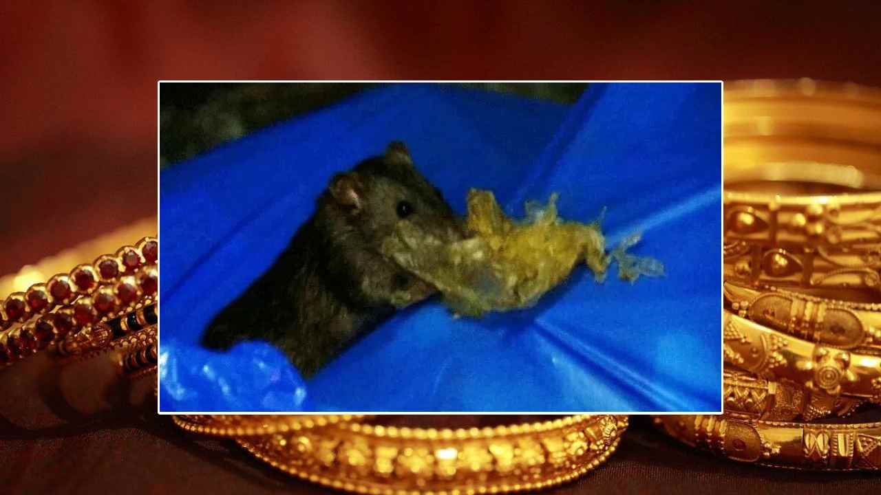 https://10tv.in/latest/in-mumbai-gold-worth-rs-5-lakh-recovered-from-clutches-of-rats-in-gutter-445829.html