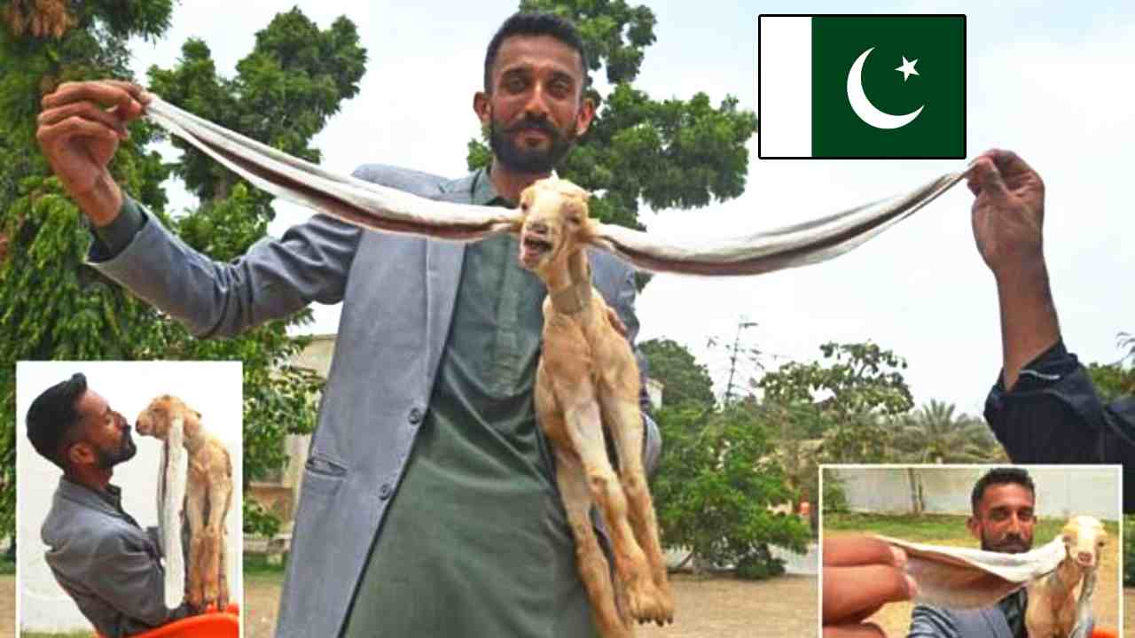 https://10tv.in/latest/baby-goat-in-pakistan-is-born-with-19-inch-long-ears-got-new-guinness-world-record-448216.html