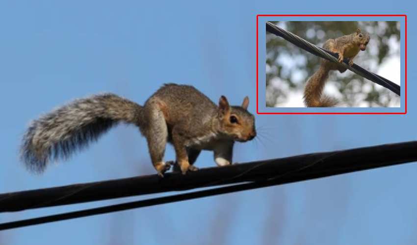 https://10tv.in/international/squirrel-blamed-for-massive-power-outage-that-left-over-3000-without-electricity-in-north-carolina-us-449627.html