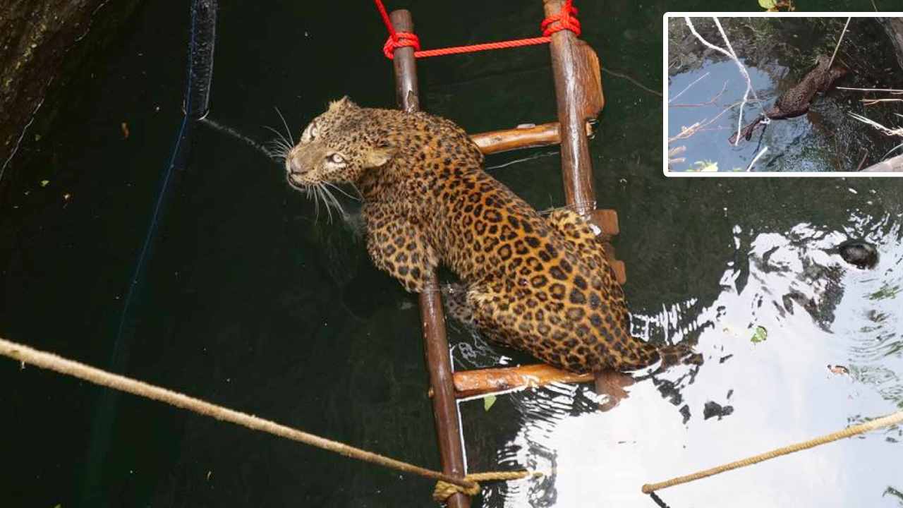 https://10tv.in/national/leopard-that-fell-into-a-well-near-hindol-441536.html