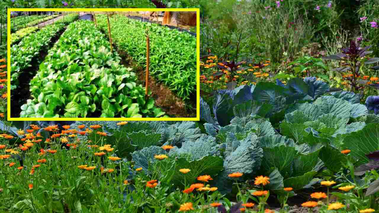 Vegetable Crops : కూరగాయ పంటల్లో నీటి యాజమాన్యం