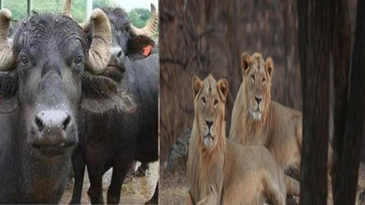Lions for sale : సింహాలను అమ్మకానికి పెట్టిన ప్రభుత్వం.. గేదె ధరకంటే కంటే చాలా తక్కువ
