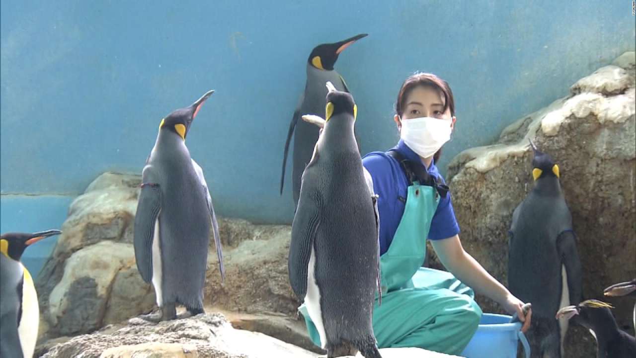 Penguins: తక్కువ ధర చేపలు తినని పెంగ్విన్స్.. వీడియో వైరల్