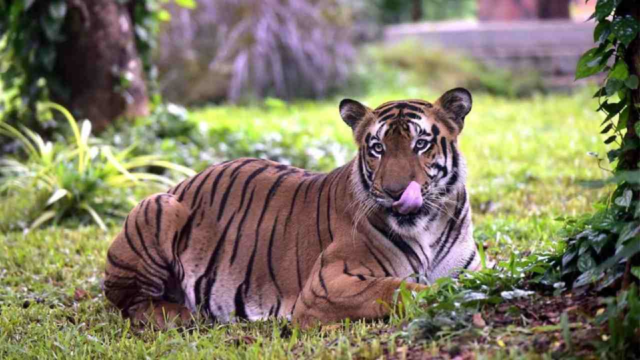 https://10tv.in/latest/up-tiger-that-killed-5-in-less-than-40-days-shifted-to-lucknow-zoo-453465.html