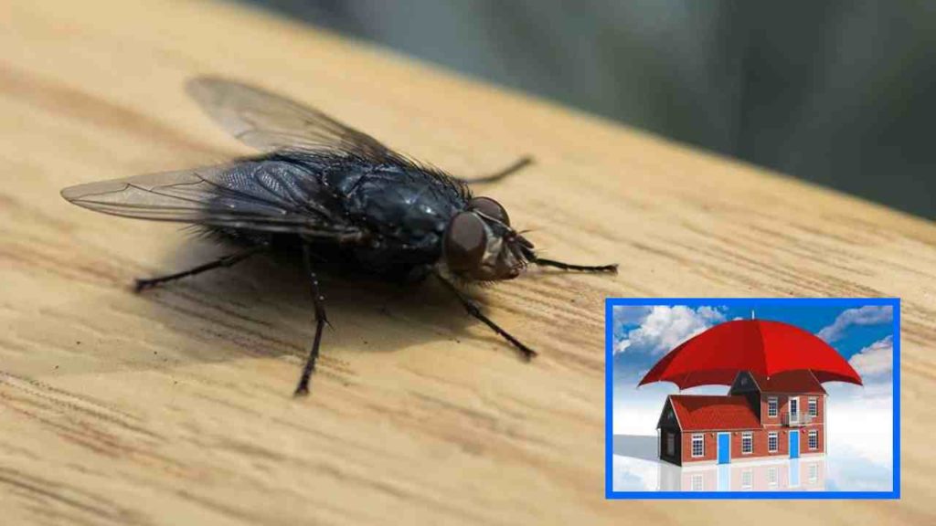 Flies During Monsoon