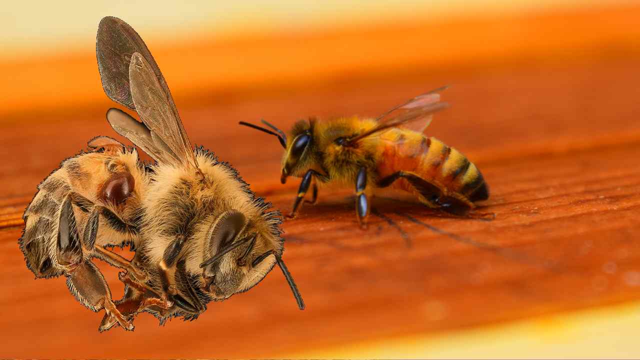 Honey Bees: తేనె పరిశ్రమ కాపాడుకునేందుకు తేనెటీగలు చంపేస్తున్న ఆస్ట్రేలియా