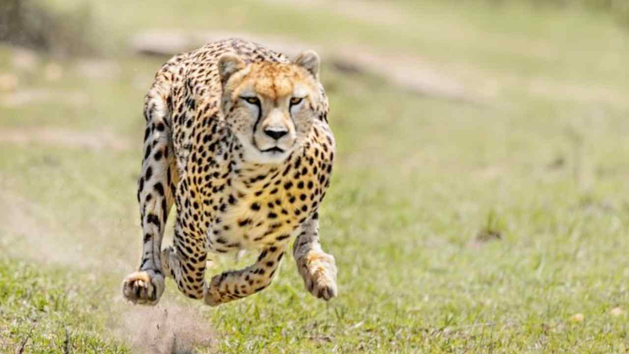Cheetah : 50 ఏళ్ల క్రితం అంతరించిపోయిన చిరుతలు మళ్లీ ఇండియాకు వస్తున్నాయి