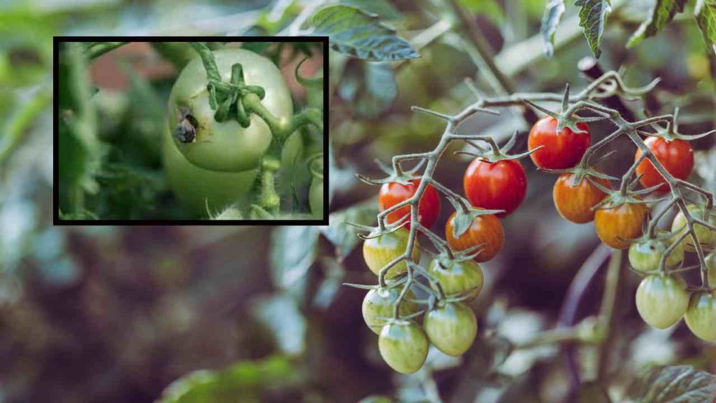 Pests and prevention methods in tomato cultivation!