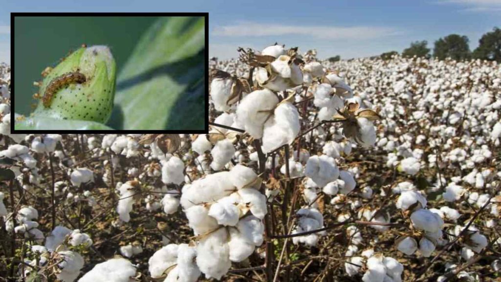 Thuthura Benda, Vaiyaribhama causing pests in cotton crop! How to prevent these?