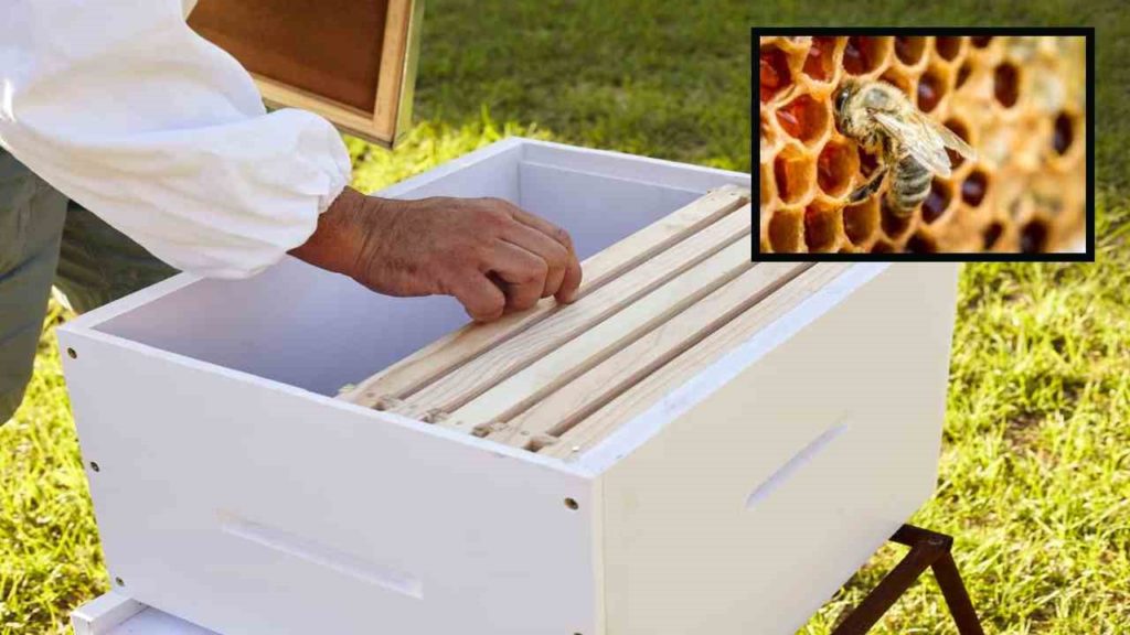 Beekeeping, Proprietary Practices!