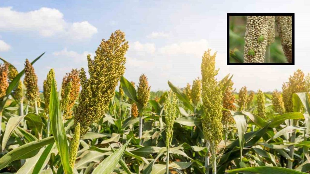 Measures to prevent pests in sorghum!