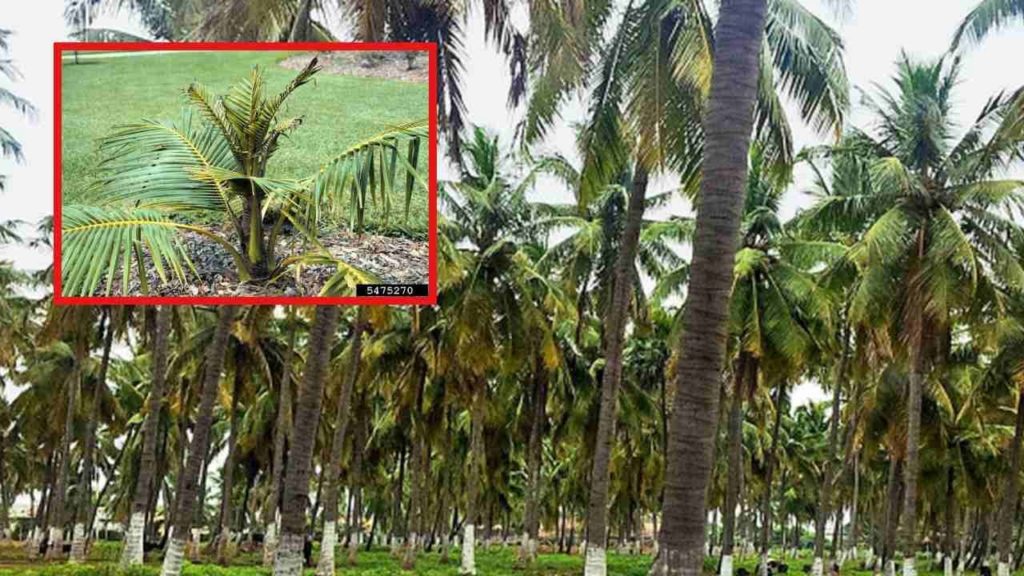 Boron deficiency in coconut cultivation, remedies!
