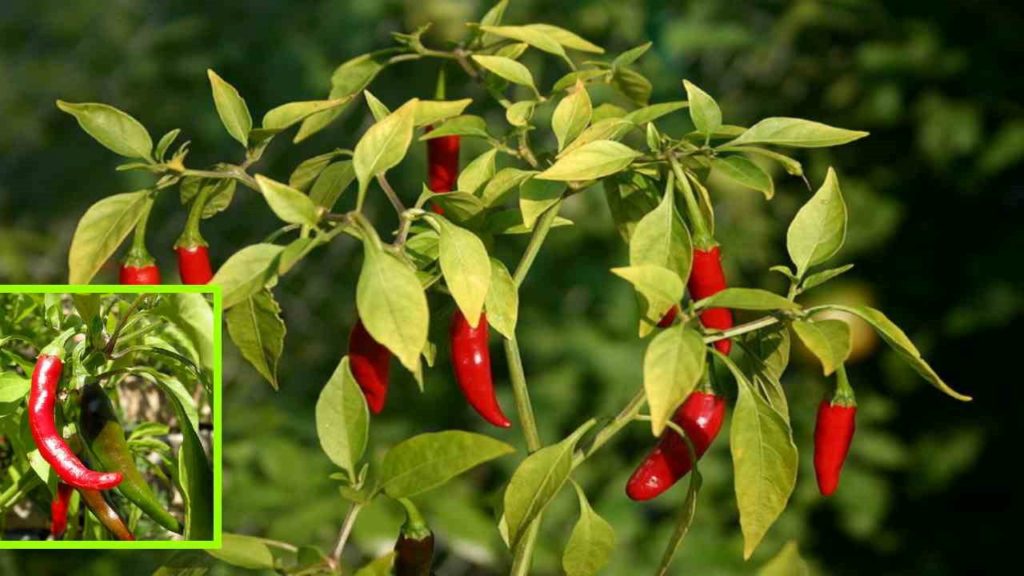 The pest that causes damage to the crop in chili at the stage of ripening, prevention!