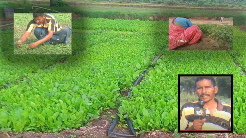Farmers who get regular income from growing leafy vegetables throughout the year