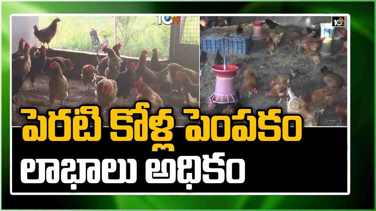 Backyard Poultry Farming స్వయం ఉపాధి మార్గంగా పెరటి కోళ్ల పెంపకం