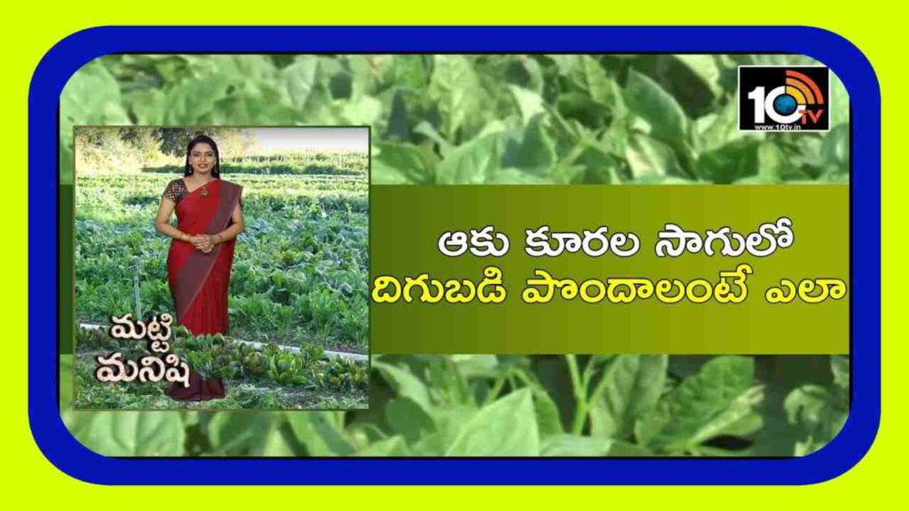 Green Leafy Vegetables Cultivation