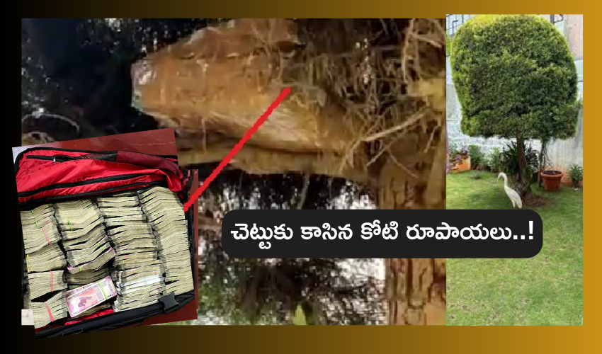 Currency on tree in Karnataka