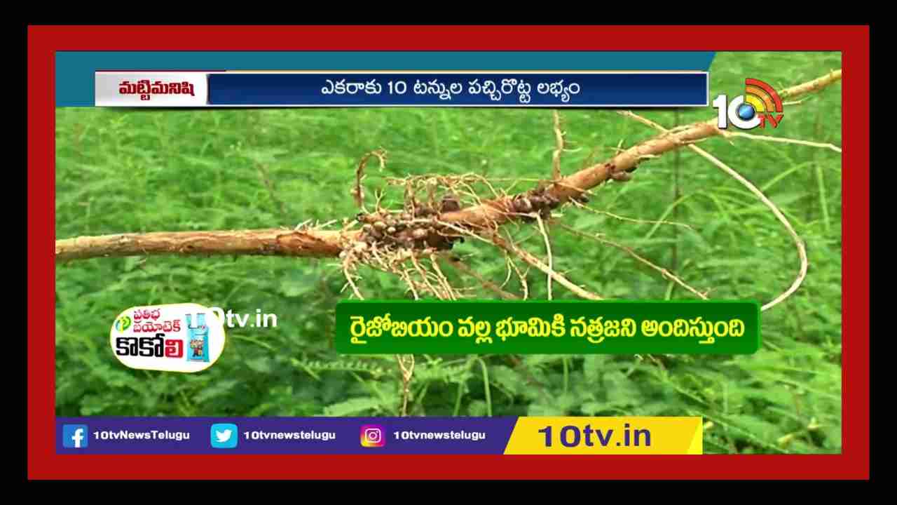 Soil Fertility పచ్చిరొట్ట పైర్ల సాగుతో పెరగనున్న భూసారం.. తక్కువ