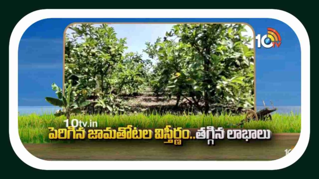 Guava Plantation