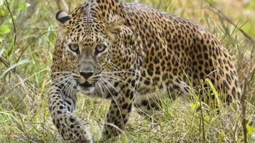 Tirumala Leopard Attack
