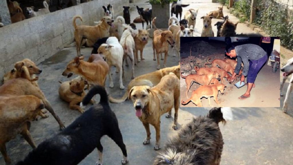 Gujarat Village sreets Dogs Property