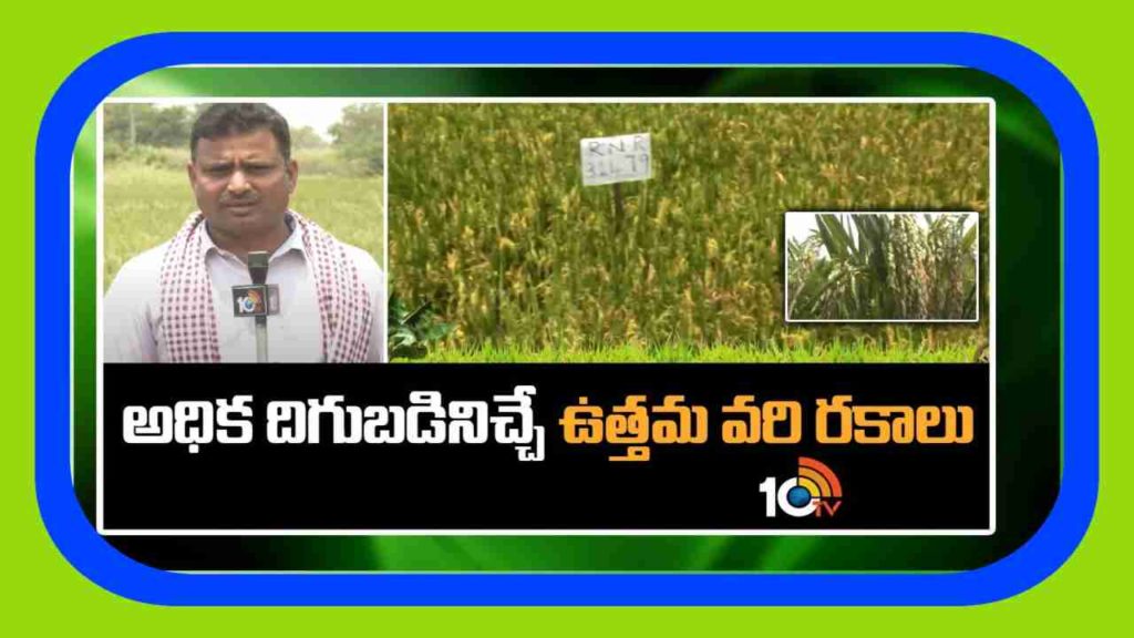 High yielding rice varieties