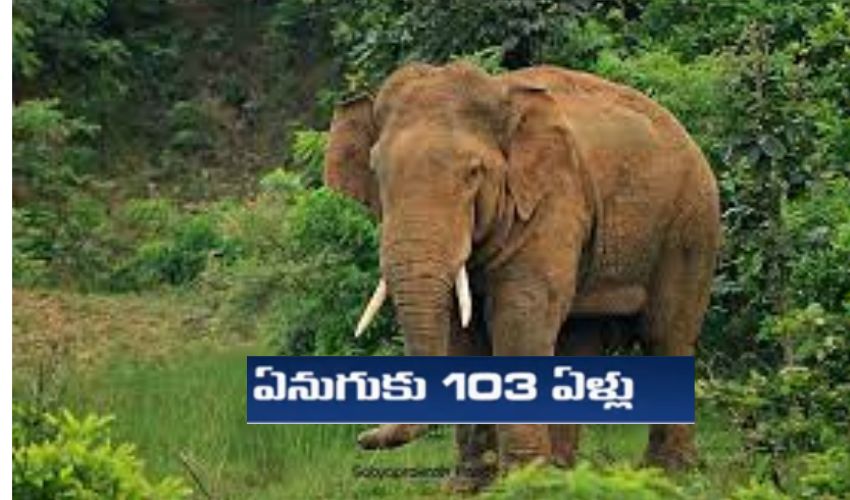 103 Years Old Elephant