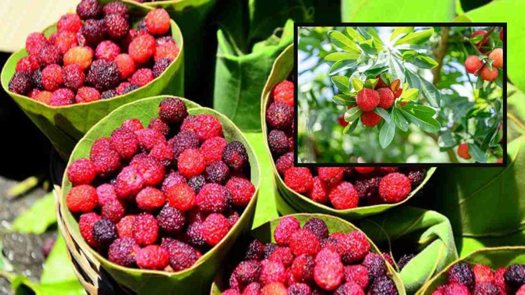 Kafal fruit season