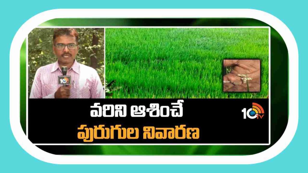 Pest Control in Paddy Cultivation