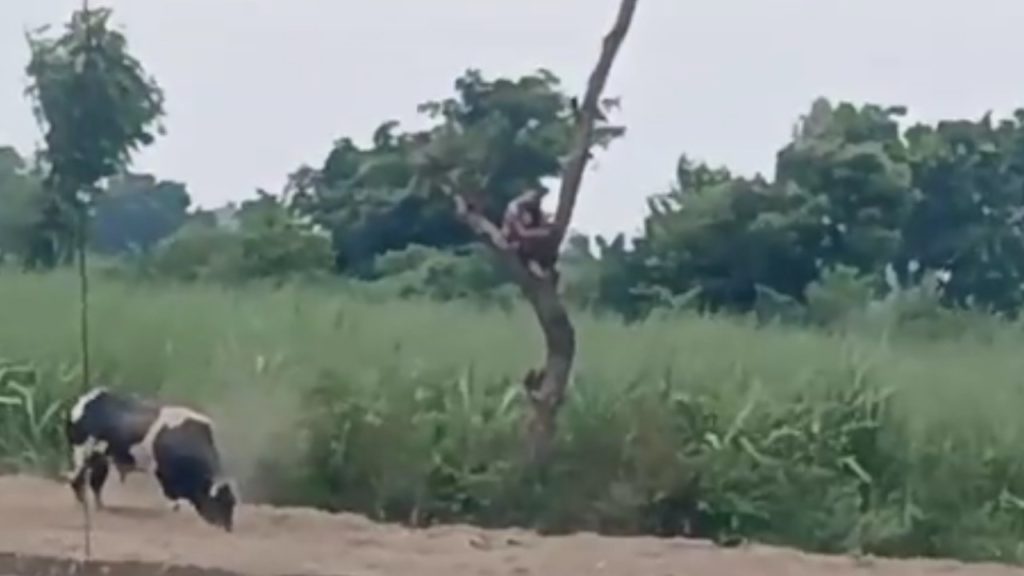 UP farmer climbs tree
