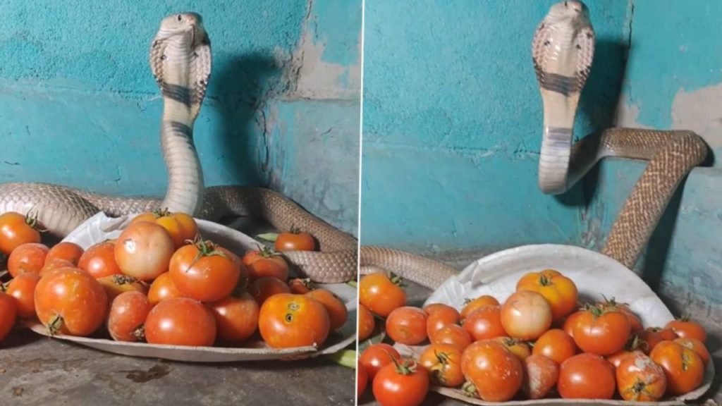 cobra Guards tomatoes