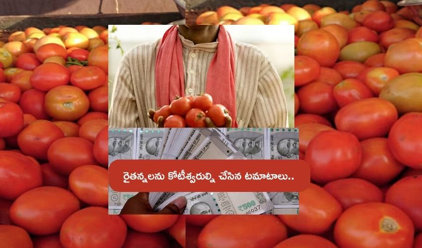 tomato Farmers millionaires