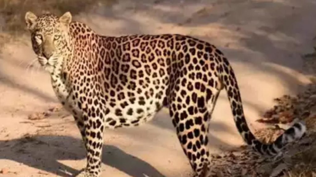 Cheetah killed girl