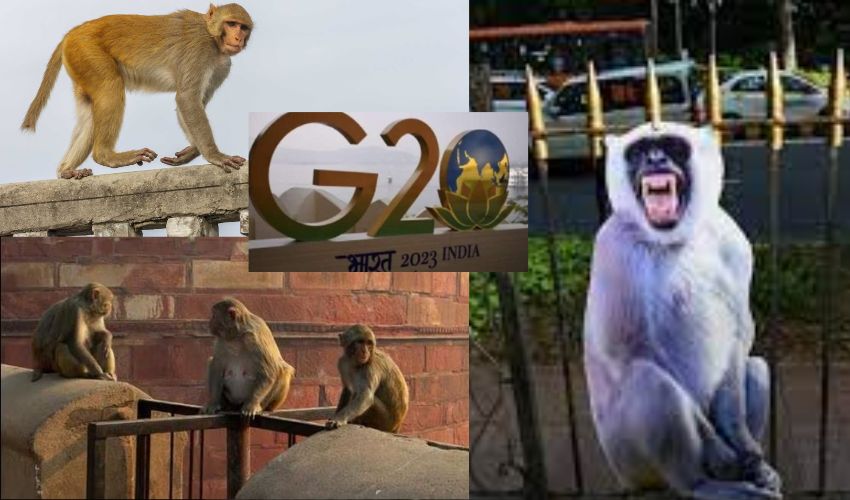 Delhi G-20 langur monkeys