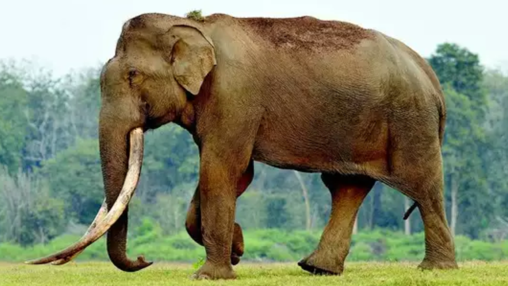 Elephant Killed Couple