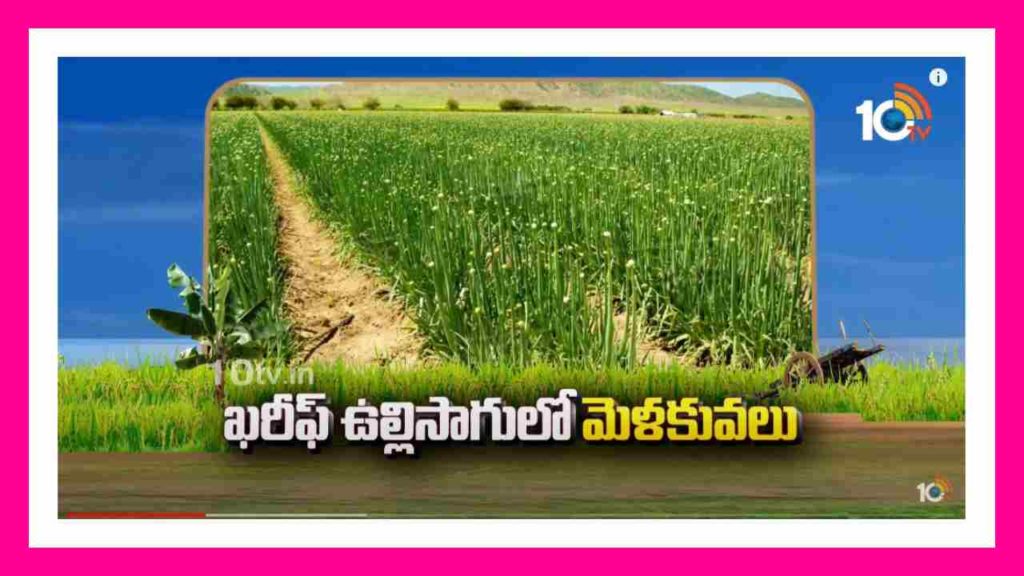 Onion Cultivation