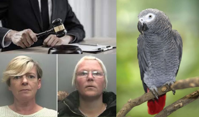 England Womans pet parrot slaying jailed