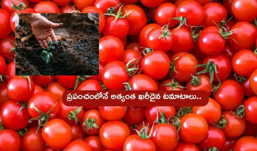 World most expensive tomato Hejera Genetics Tomato Seed