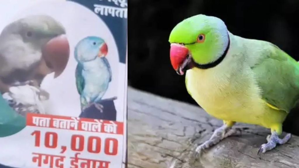pet parrots missing
