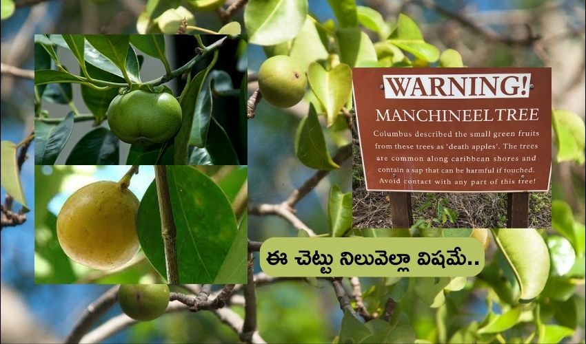 world most toxic trees Manchineel Tree