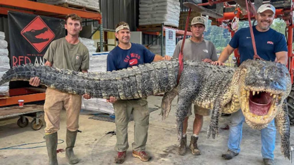 Longest Alligator Kill