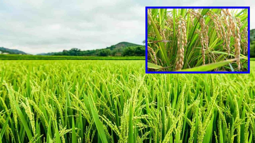 Rice Yield