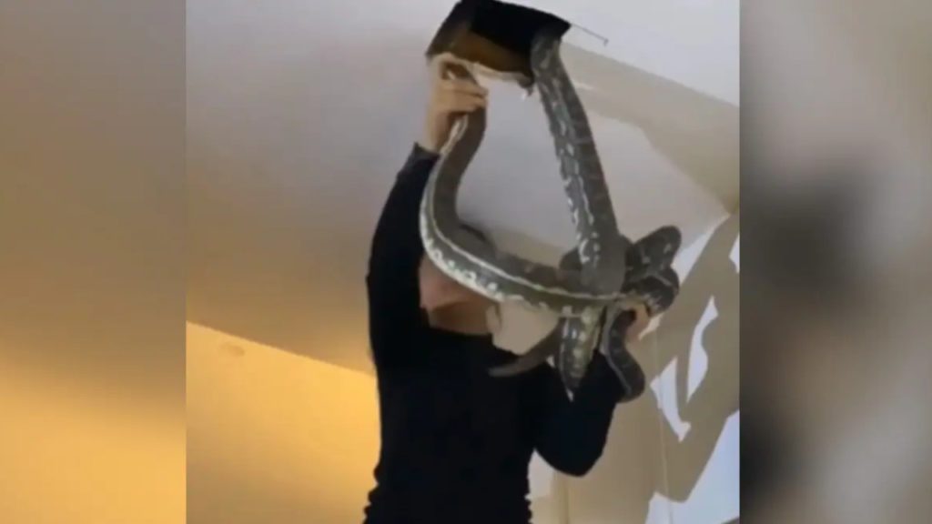 Woman Pulls Out Giant Snakes