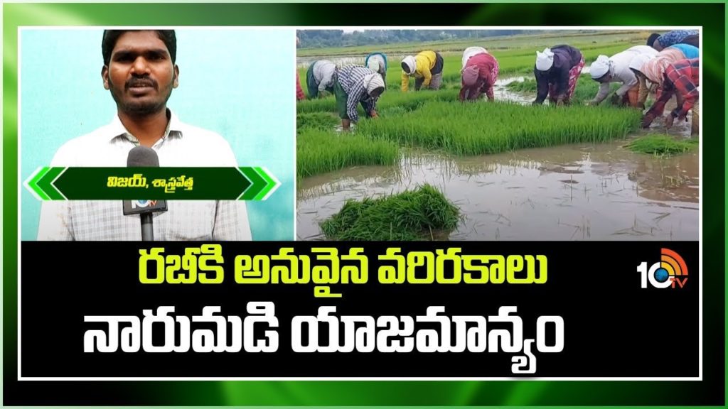 Kharif Rice Cultivation And Production