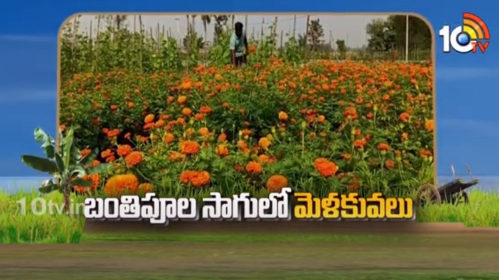 Marigold Flower Cultivation process
