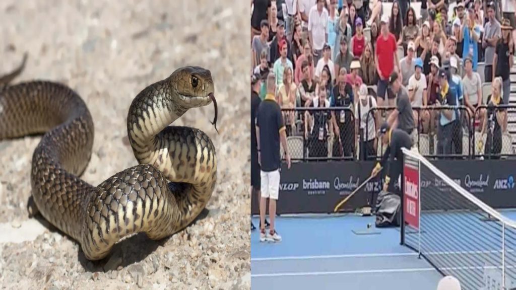 Poisonous snake interrupts Australia tennis tournament match