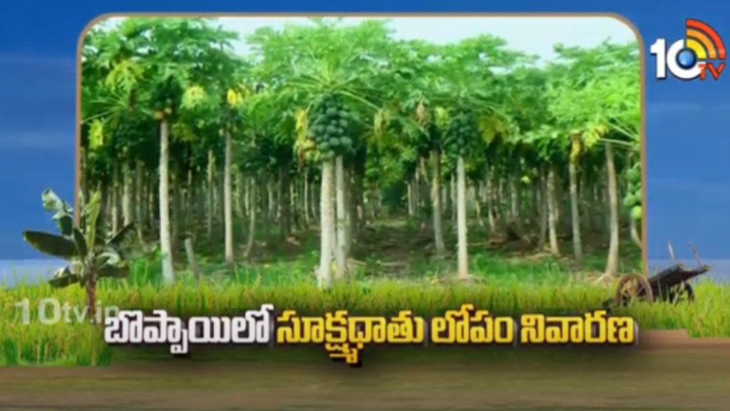 Papaya Farming Techniques,Cultivation Tips